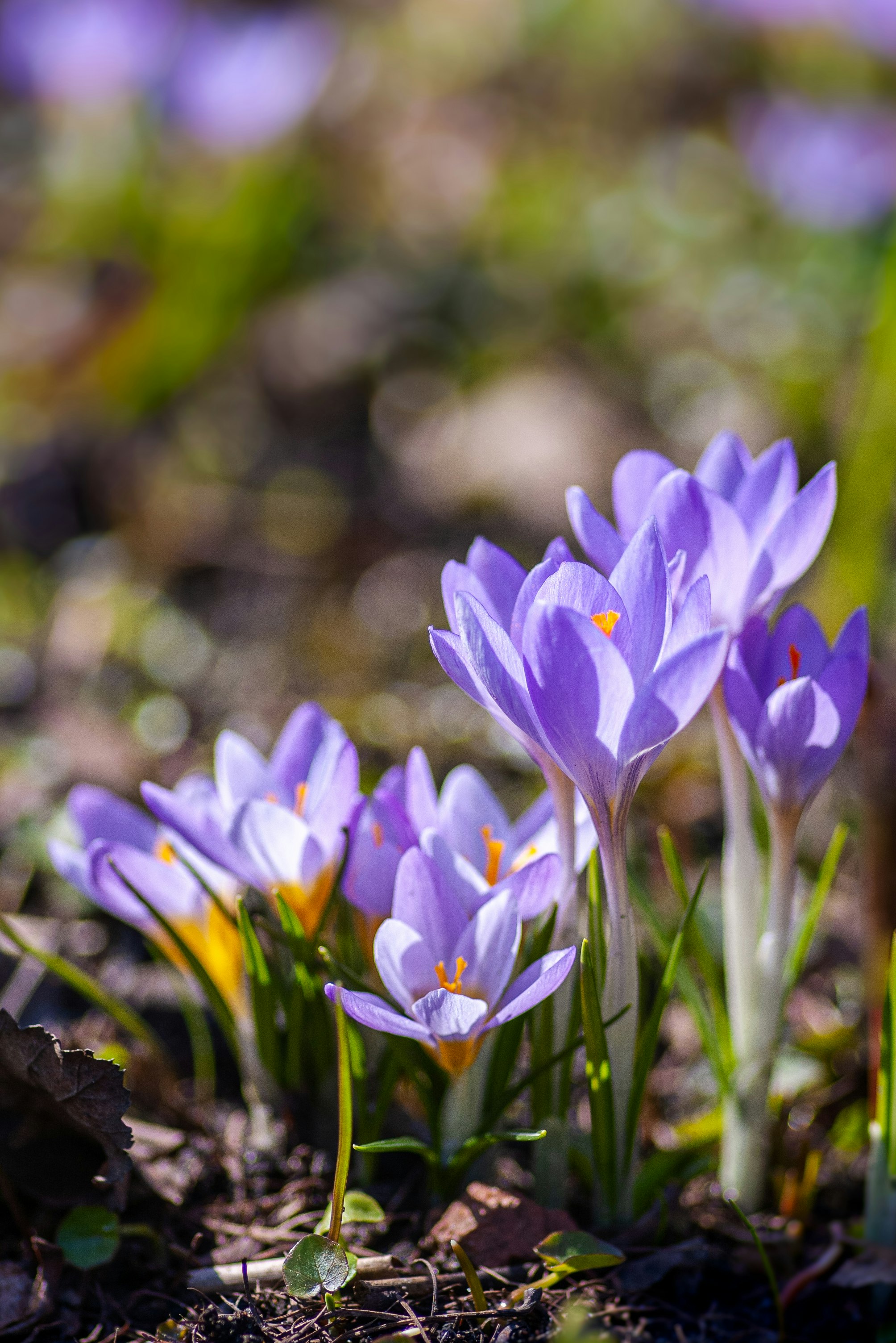 purple crocus flowers in bloom during daytime